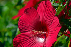 深紅の花　P1210192zz