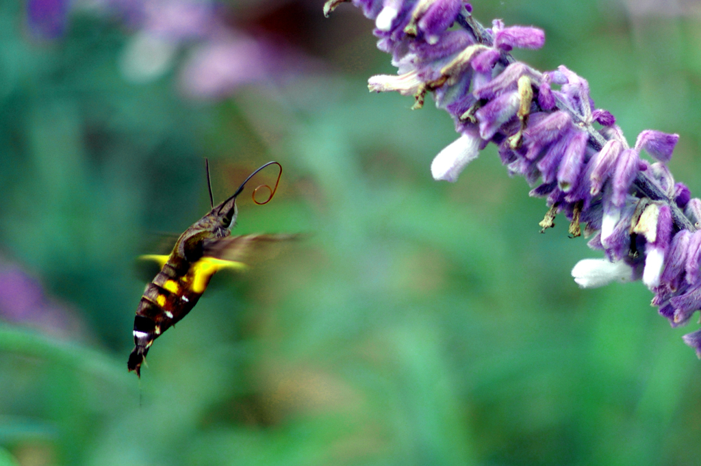 ホバリング　IMGP1325zz