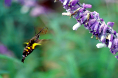 ホバリング　IMGP1325zz