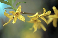 レンギョが咲いた　IMGP3187zz