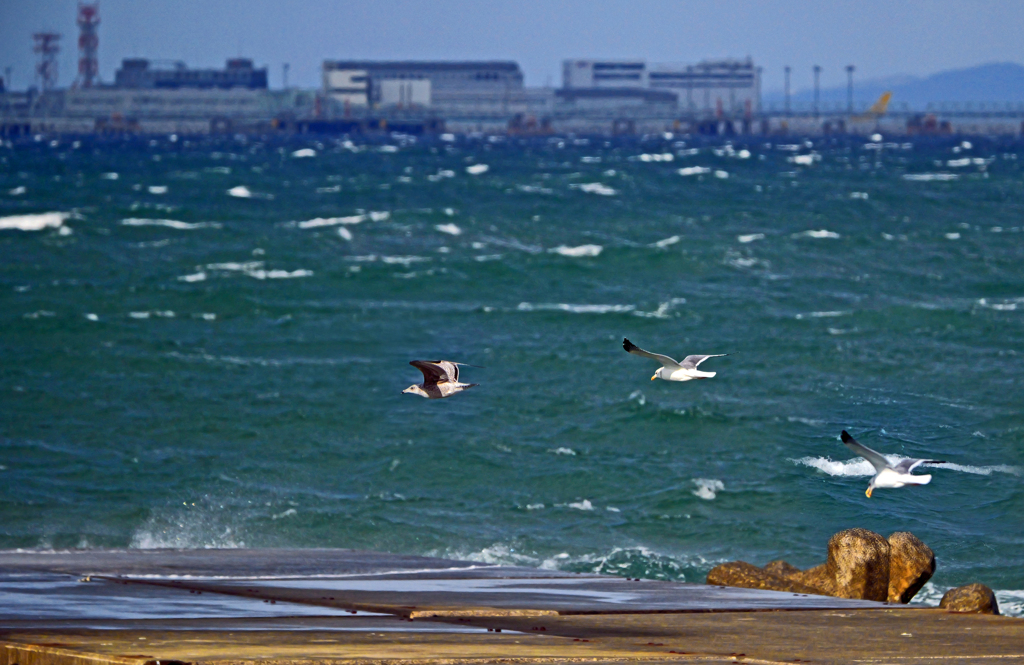今日は荒れ模様　P1060123zz