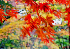 椛の印象　IMGP4211z