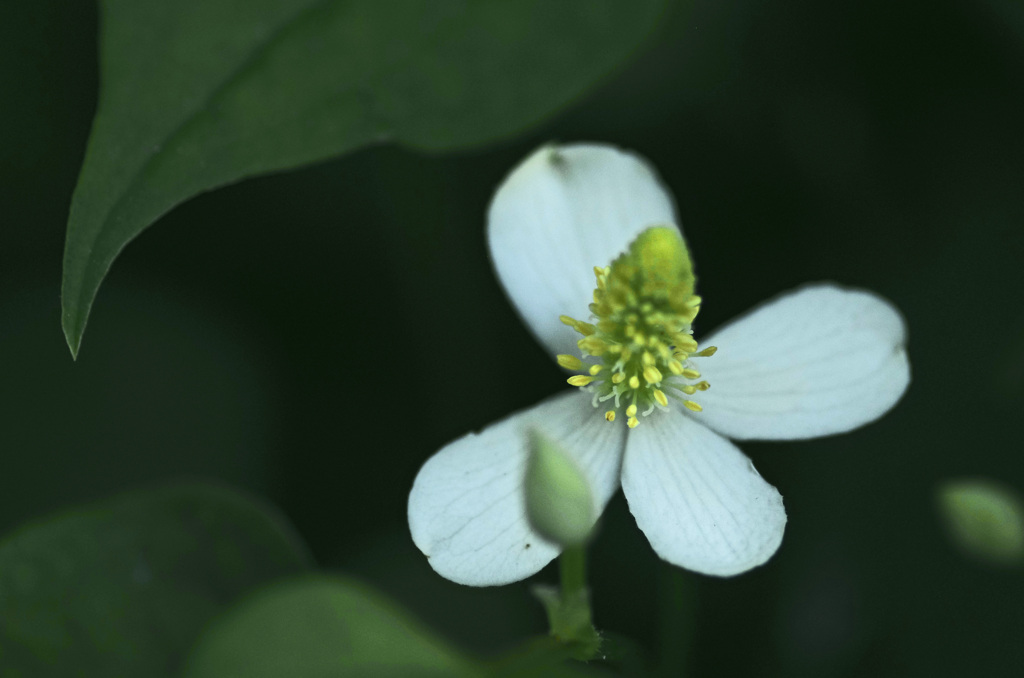 どくだみの花　IMG8742zz