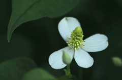 どくだみの花　IMG8742zz