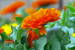 金盞花　IMGP3416zz