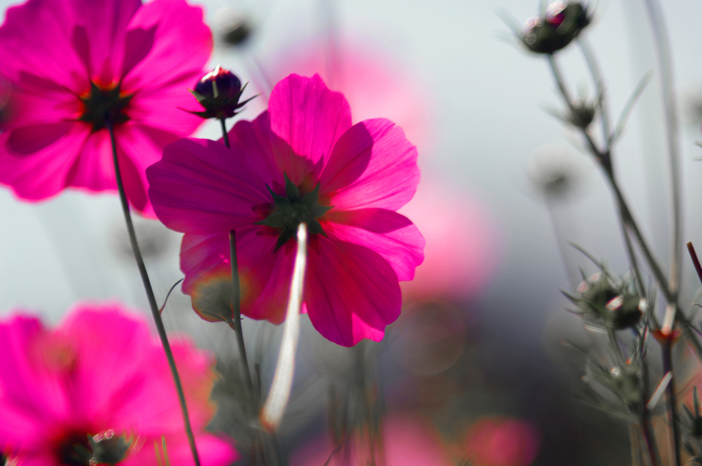 cosmos(コスモス)