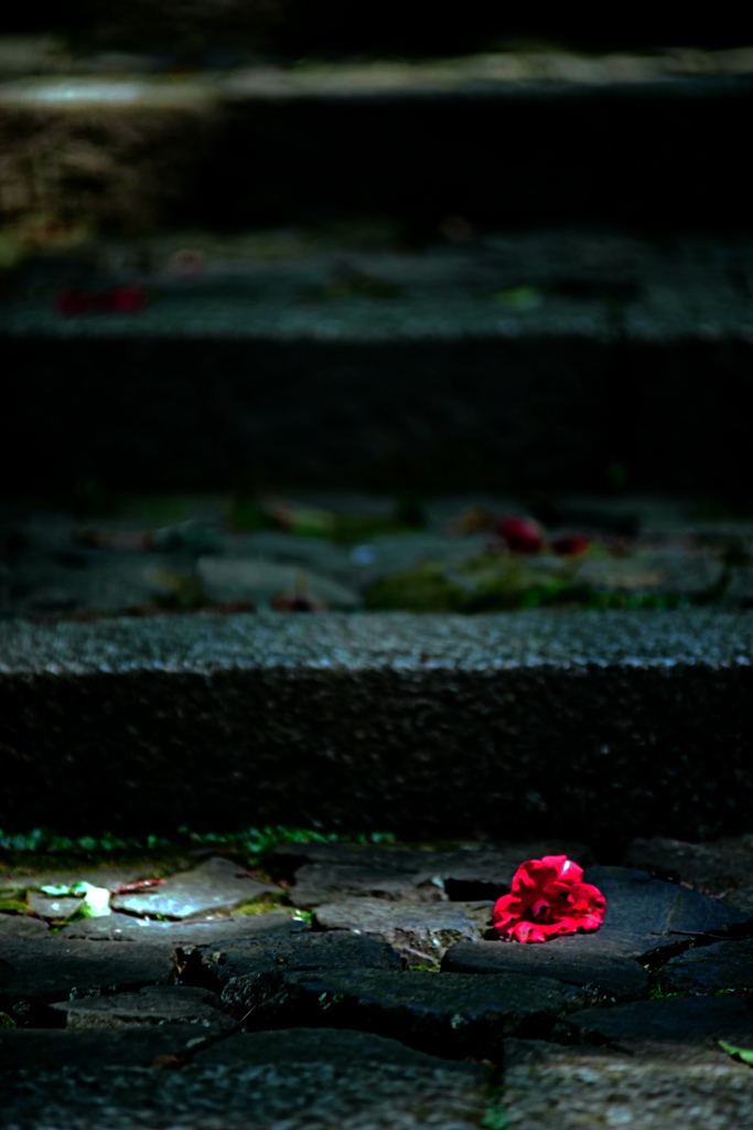 落ち椿　IMGP4958zz