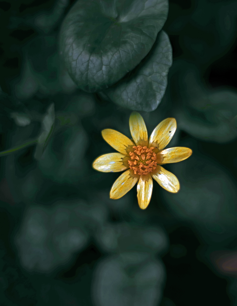 小さき花　IMGP0700zz