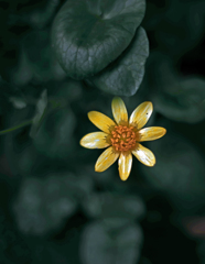 小さき花　IMGP0700zz