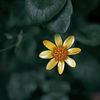 小さき花　IMGP0700zz