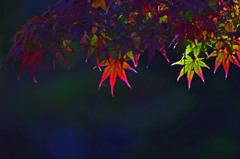 Autumn backlight　_IMG0038z