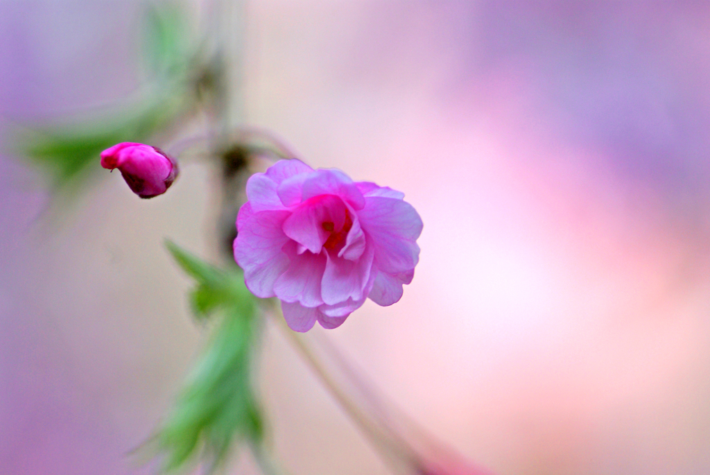 ほんわかと　IMGP1314z