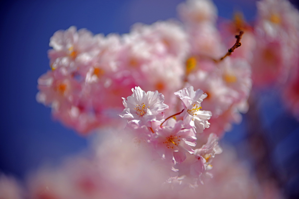 碧空に咲く　IMGP2452zz