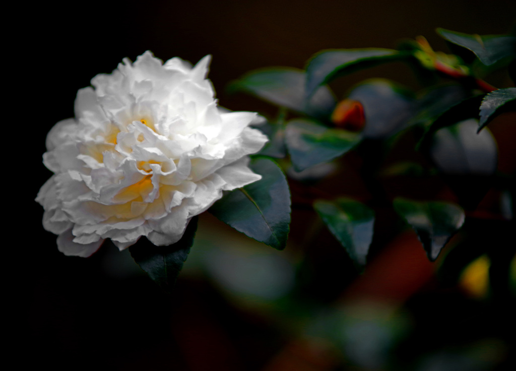 冬の花　IMGP2016zz