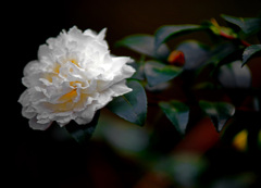 冬の花　IMGP2016zz