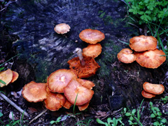 公園に名も知れぬキノコ　P1300328zz