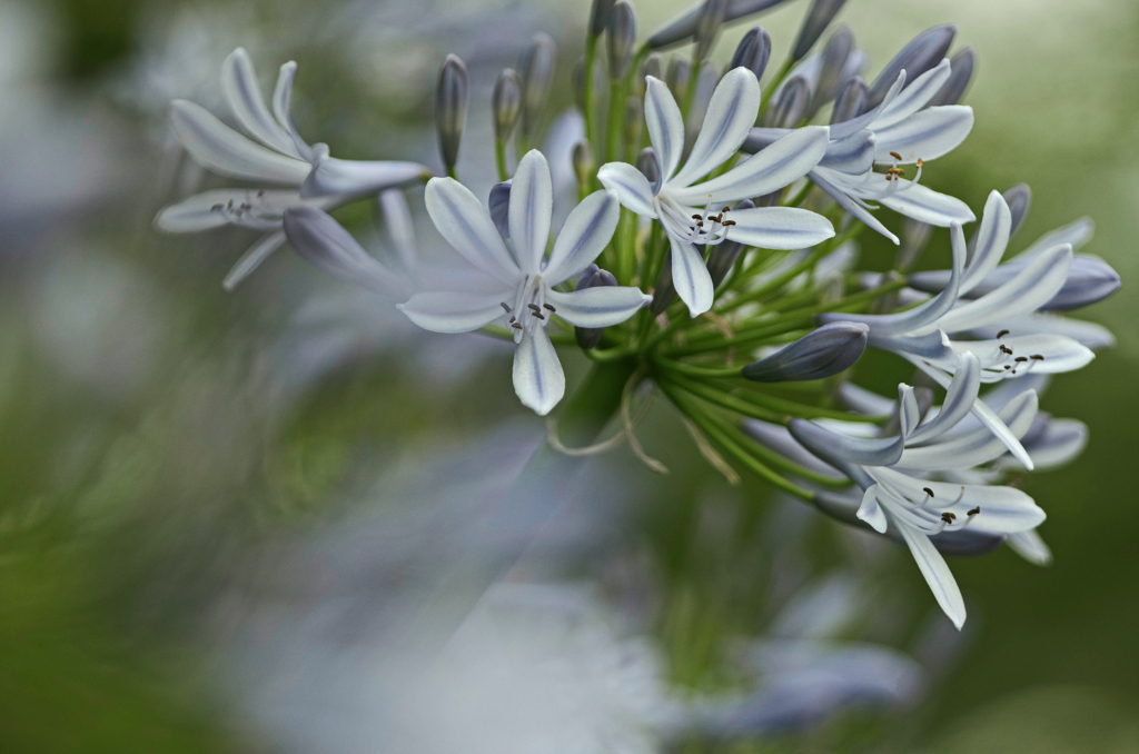 紫君子蘭　IMG1425zz