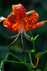 盛りを過ぎて　P1011718zz