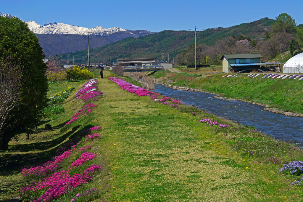 春を縁取る　P1063803zz