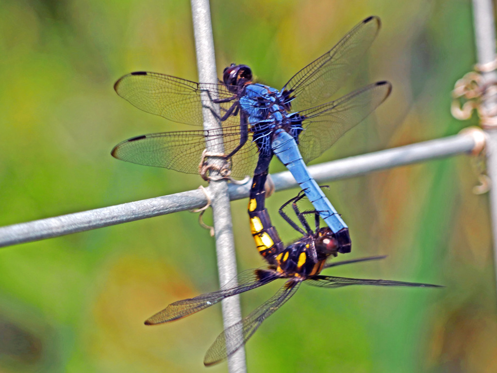 オオシオカラトンボ♂♀　P1370297zz