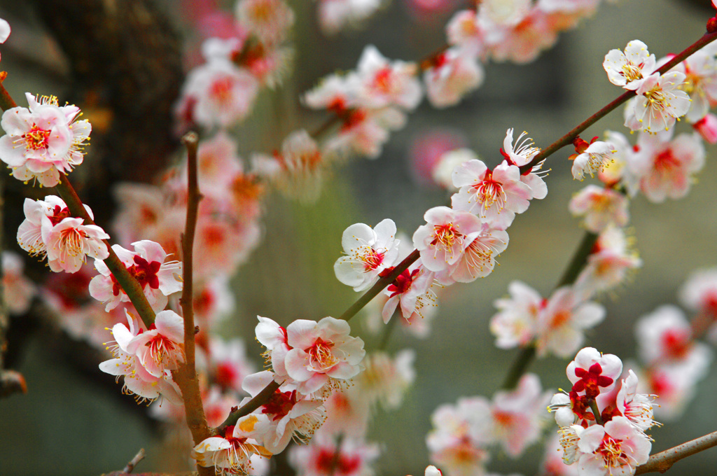 華やぐ香り　IMGP5519z