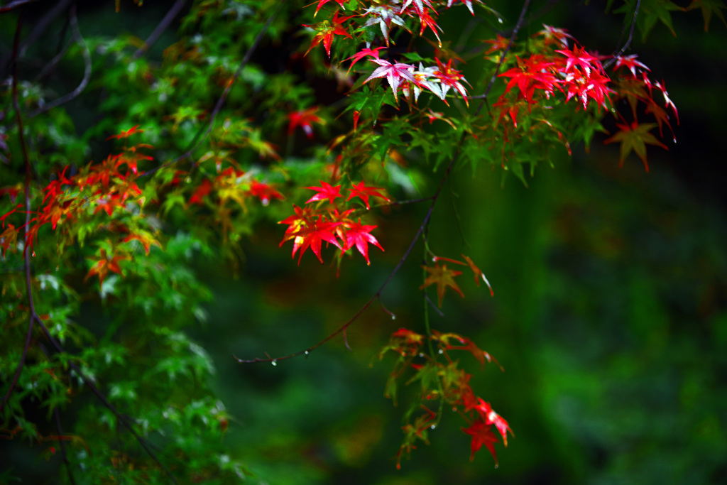 兆し　IMGP1206zz