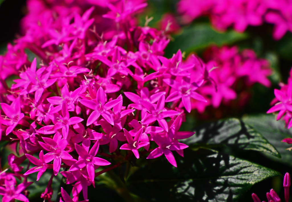 紅いペンタスP1690306zz