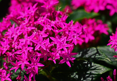 紅いペンタスP1690306zz