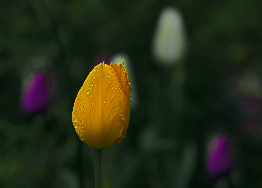 雨に咲く花　IMGP0943zz