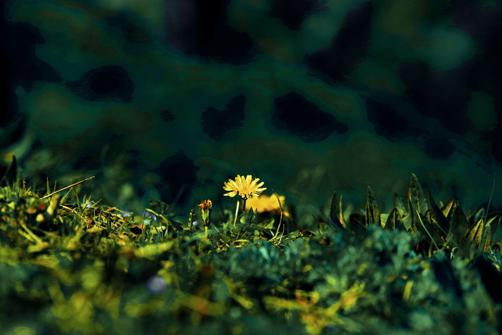 Dandelions　IMGP1354zz