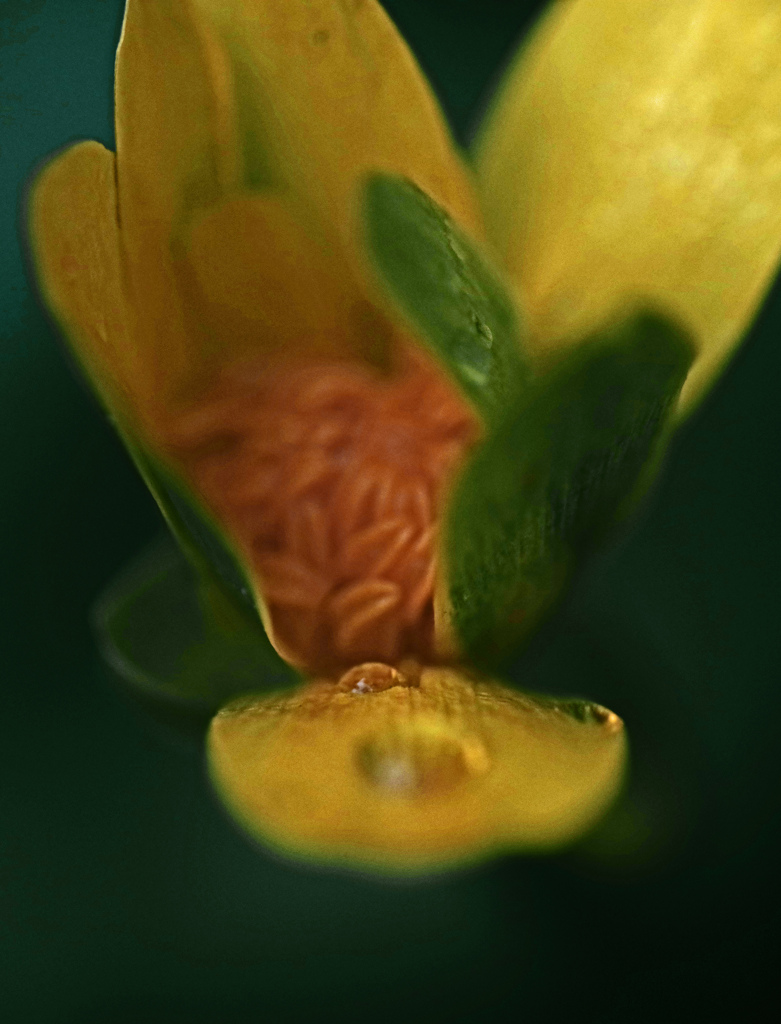 雨の忘れ物　IMGP0520zz