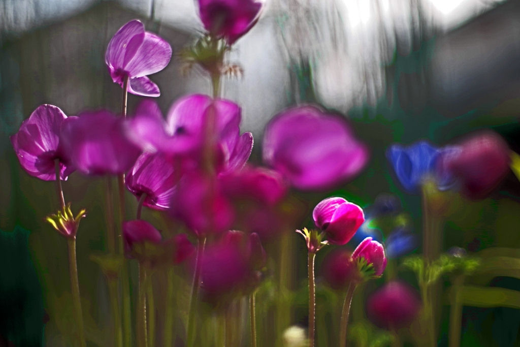 花の森へようこそ　IMGP0711zz