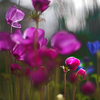 花の森へようこそ　IMGP0711zz