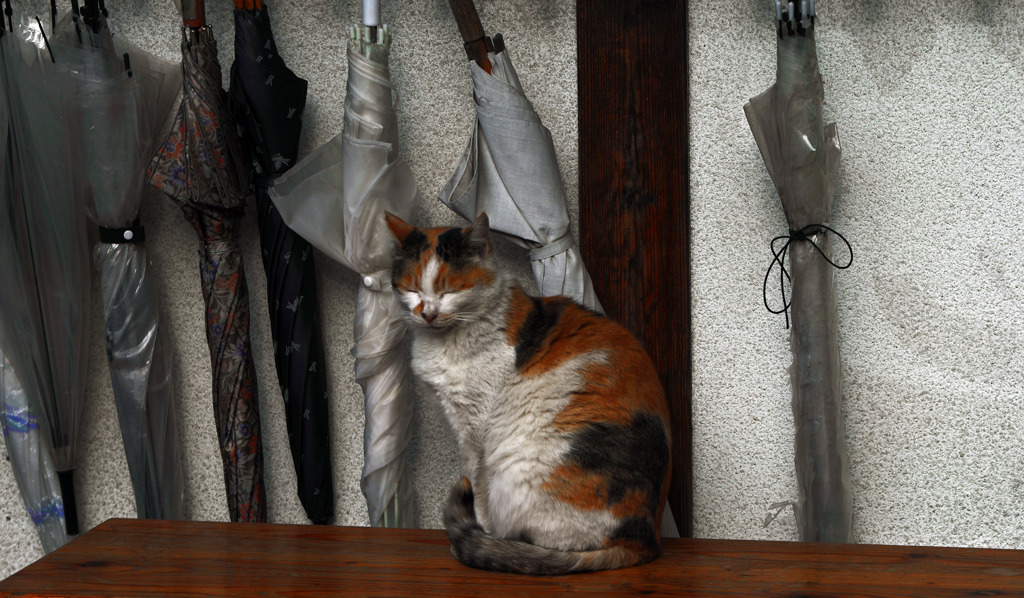 眠り猫　_IMG8820zz