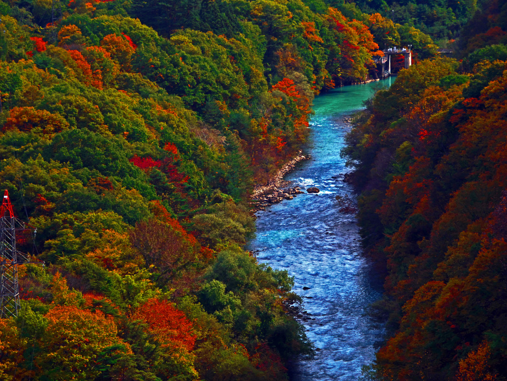 錦繍の高瀬川　P1760616zz