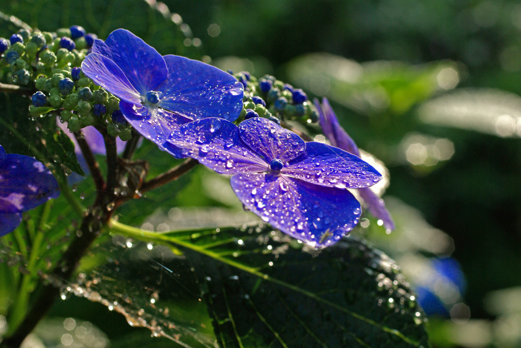 雨が似合う花　IMGP6568zz