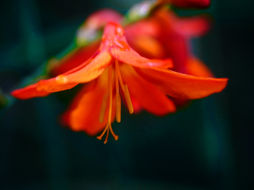 今年最後の花　P1340779zz