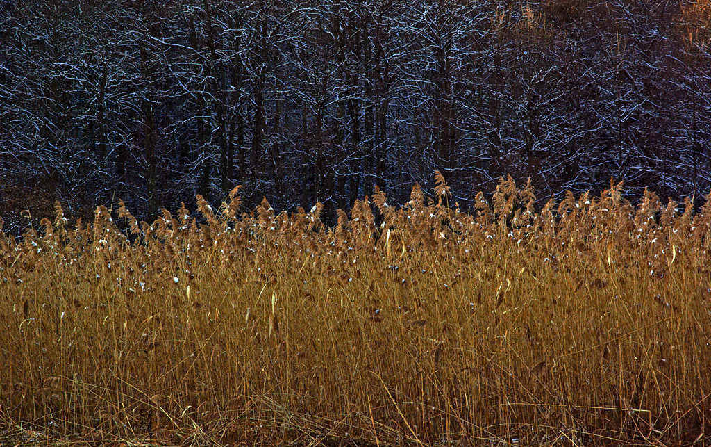 冬の湿原　IMGP3603zz