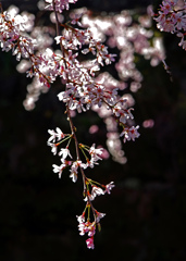 枝垂れの桜　IMGP2379zz