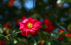 春　陽　P1060890zz