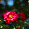春　陽　P1060890zz