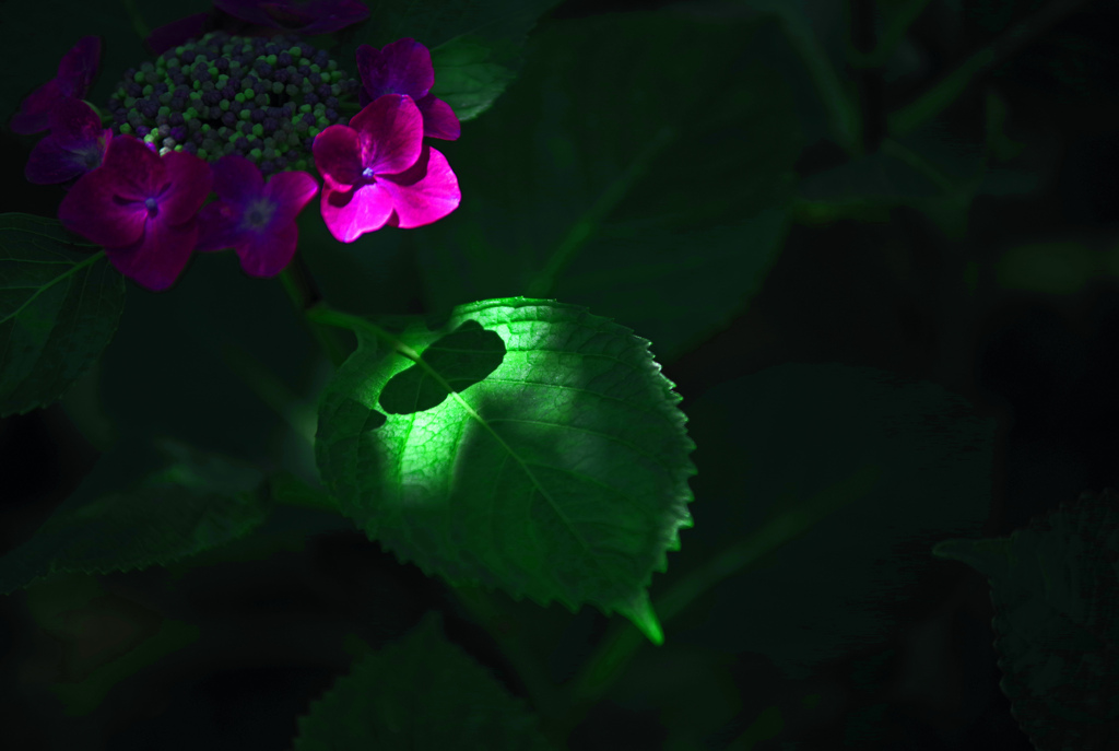 花影　IMGP2863zz