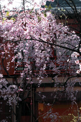 祇園白川 枝垂れ桜　IMGP4676zz