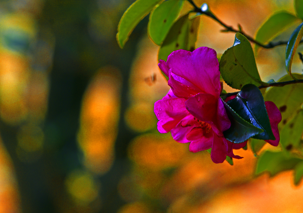 紅葉に咲く　IMG2551zz