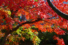 紅葉の披雲閣庭園　IMGP8509zz