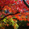 紅葉の披雲閣庭園　IMGP8509zz