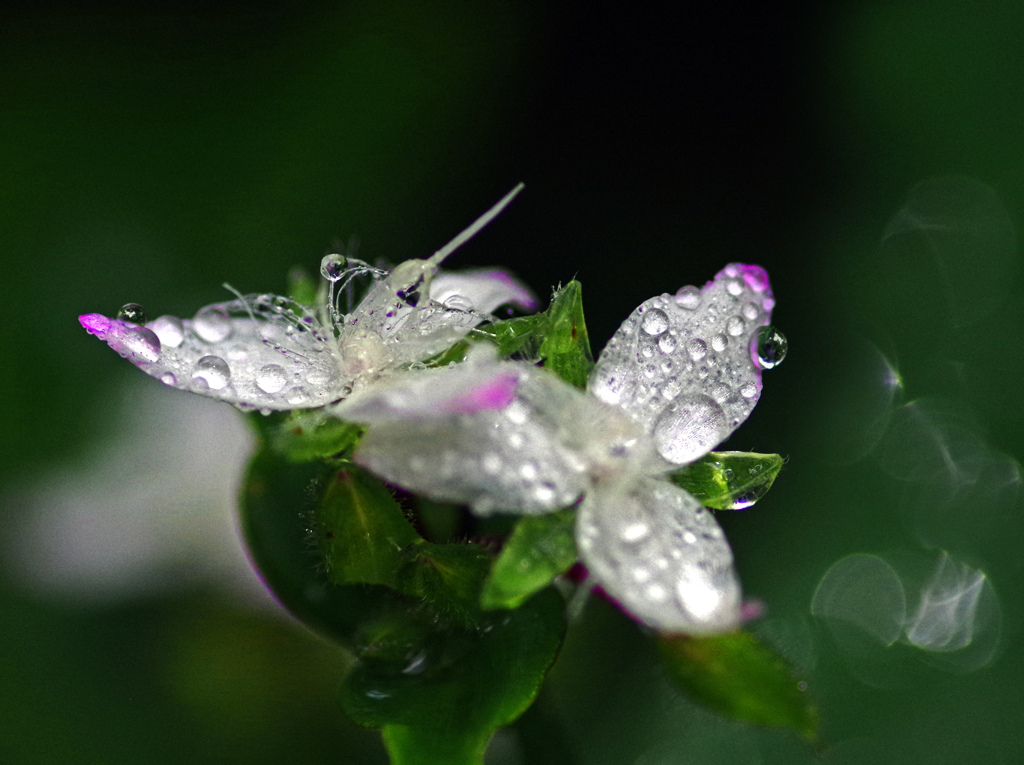 露草の露　IMGP7763zz