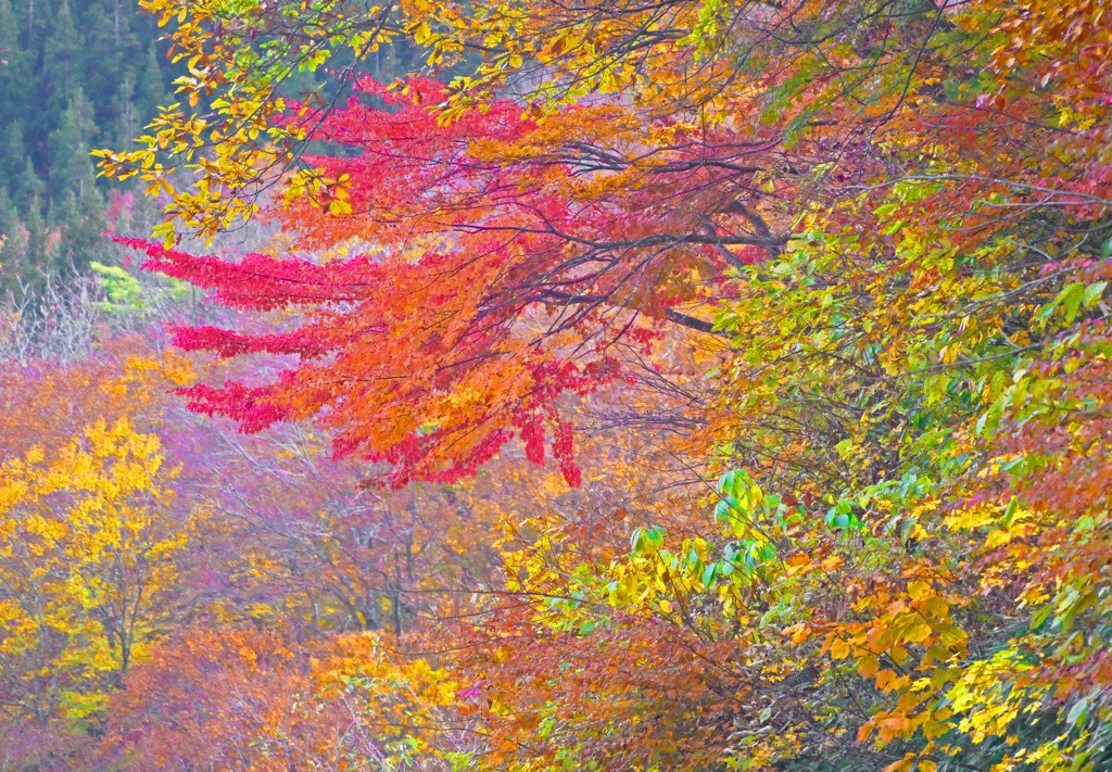 秋のパステル画　P1760909zz