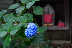 花と石仏Ⅱ　P1086855zz