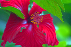 狂熱の花　P1010399zz